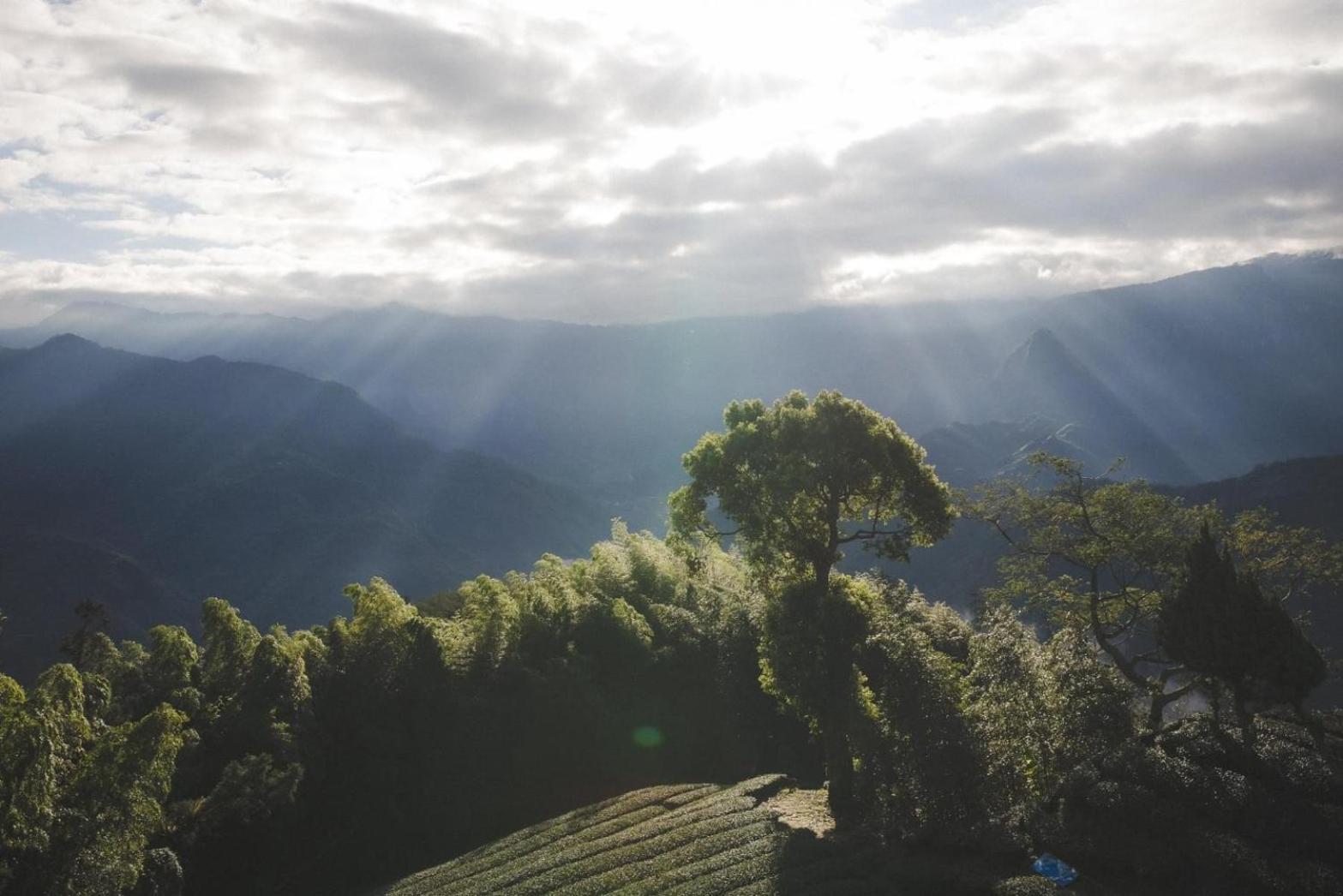 Gaodiyuan Tea B&B 高帝園茶業民宿 Meishan Exteriér fotografie